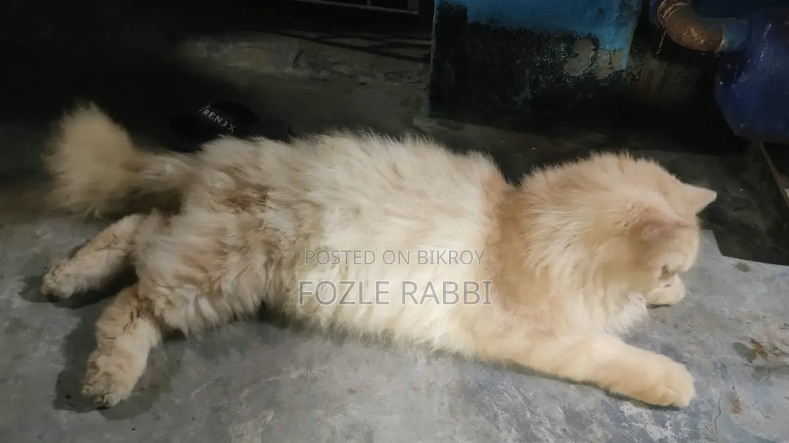 1+ Year Male Mixed Breed Persian Cat