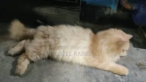 1+ Year Male Mixed Breed Persian Cat