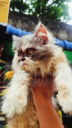 3-6 Months Male Purebred Persian