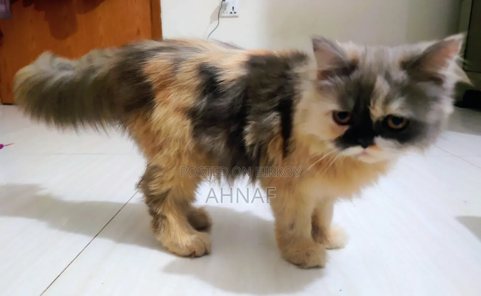 3-6 Months Male Purebred Persian