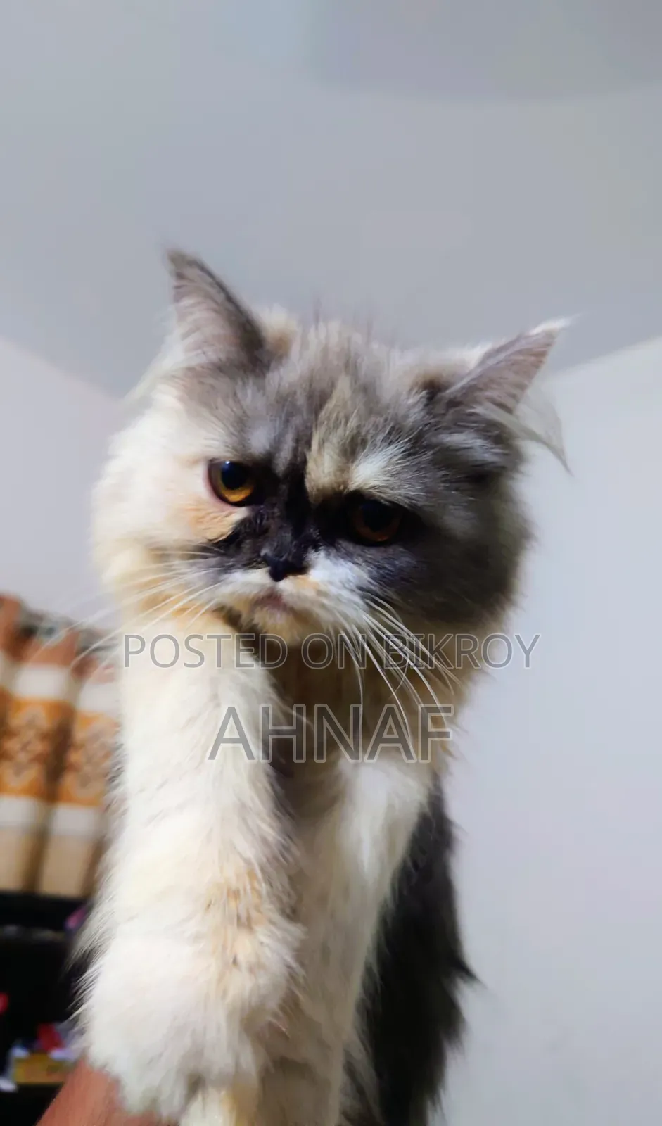 3-6 Months Male Purebred Persian