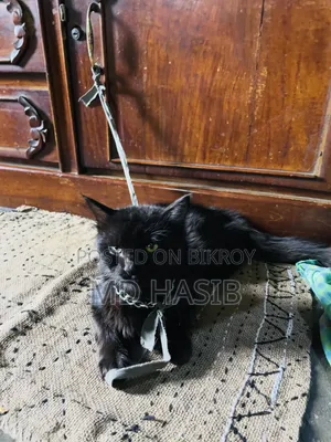 ৬-১২ মাসের পুরুষ খাঁটি পার্সিয়ান বিড়াল