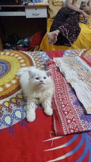 1-3 months Male Purebred Persian