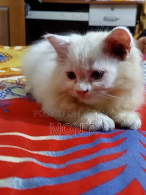 ১-৩ মাস বয়সী ছেলে পিওরব্রেড পার্সিয়ান