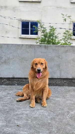 6-12 Months Male Purebred Golden Retriever