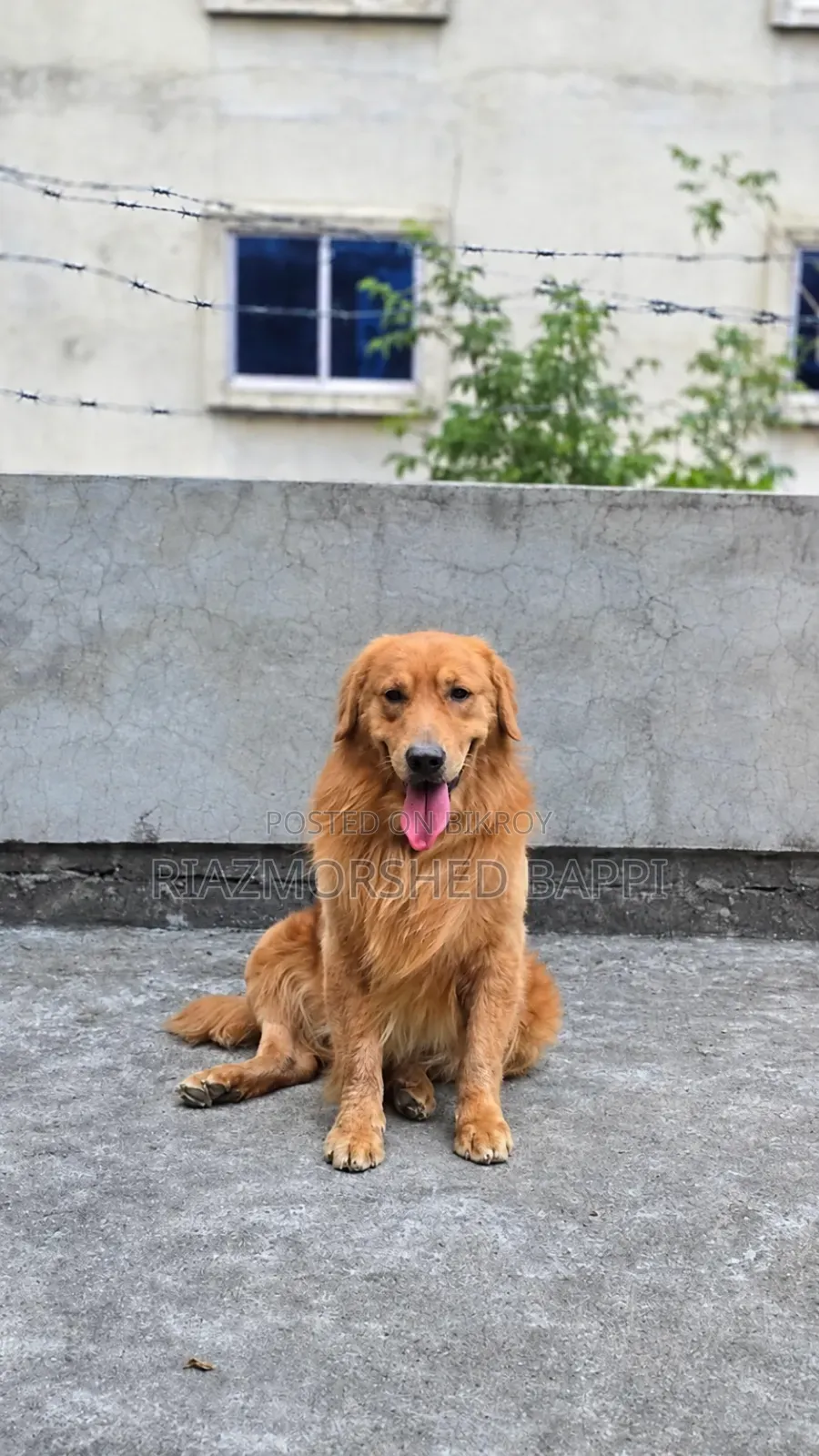6-12 Months Male Purebred Golden Retriever