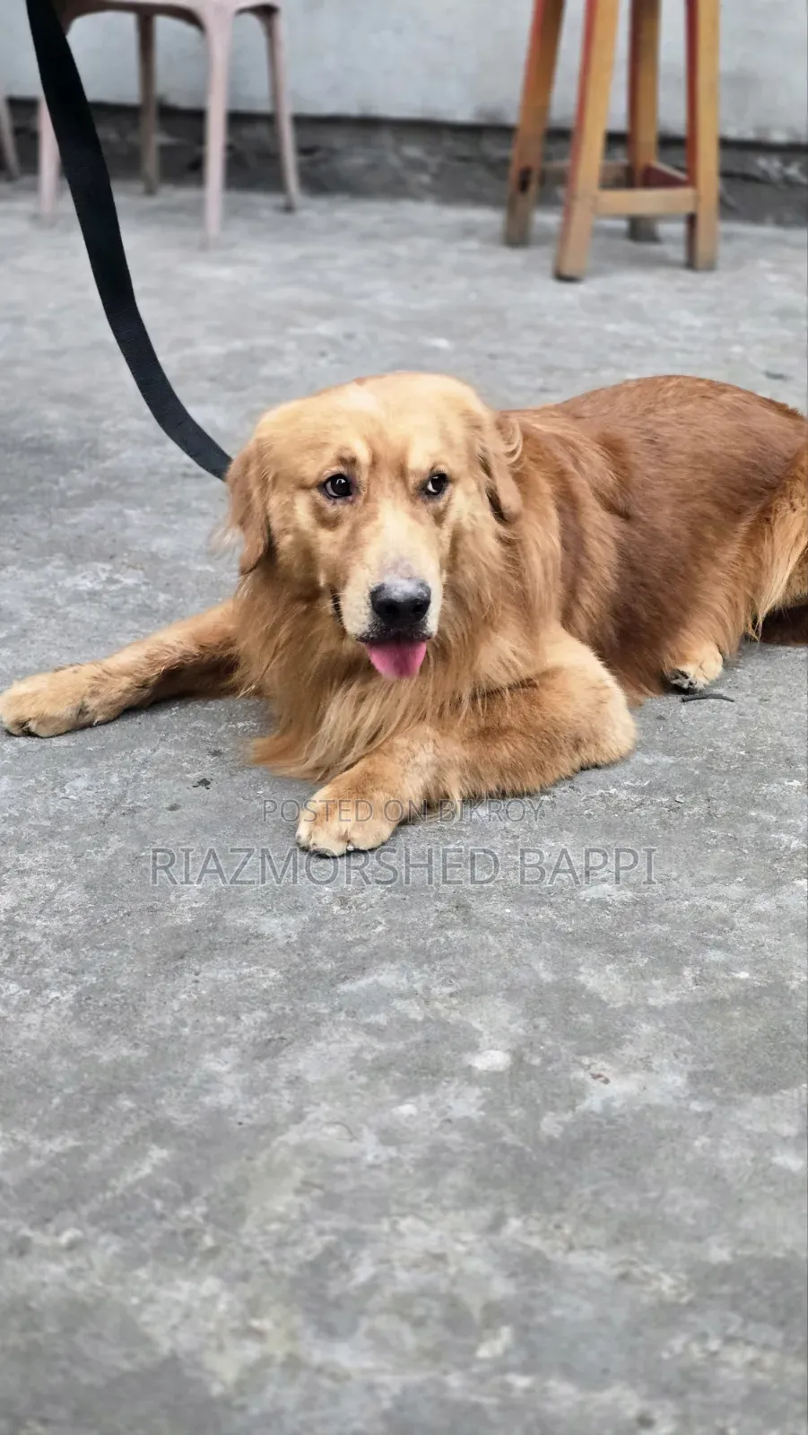 6-12 Months Male Purebred Golden Retriever