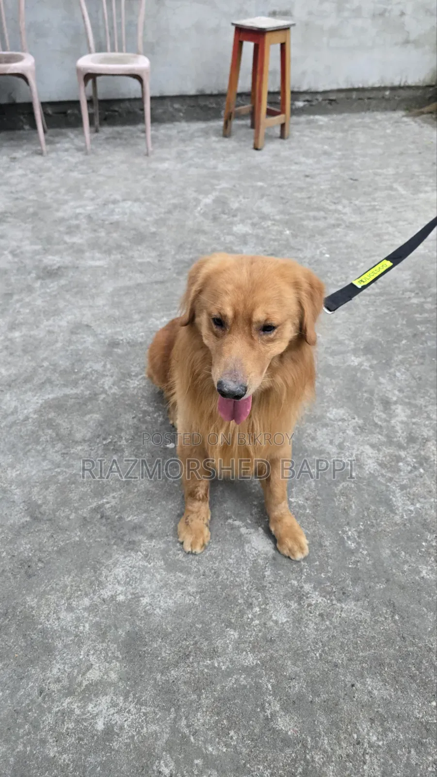 6-12 Months Male Purebred Golden Retriever