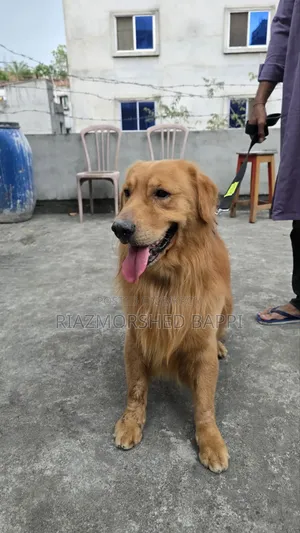 6-12 Months Male Purebred Golden Retriever