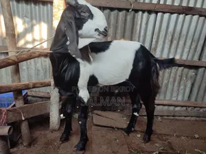 Improved Breed Goat