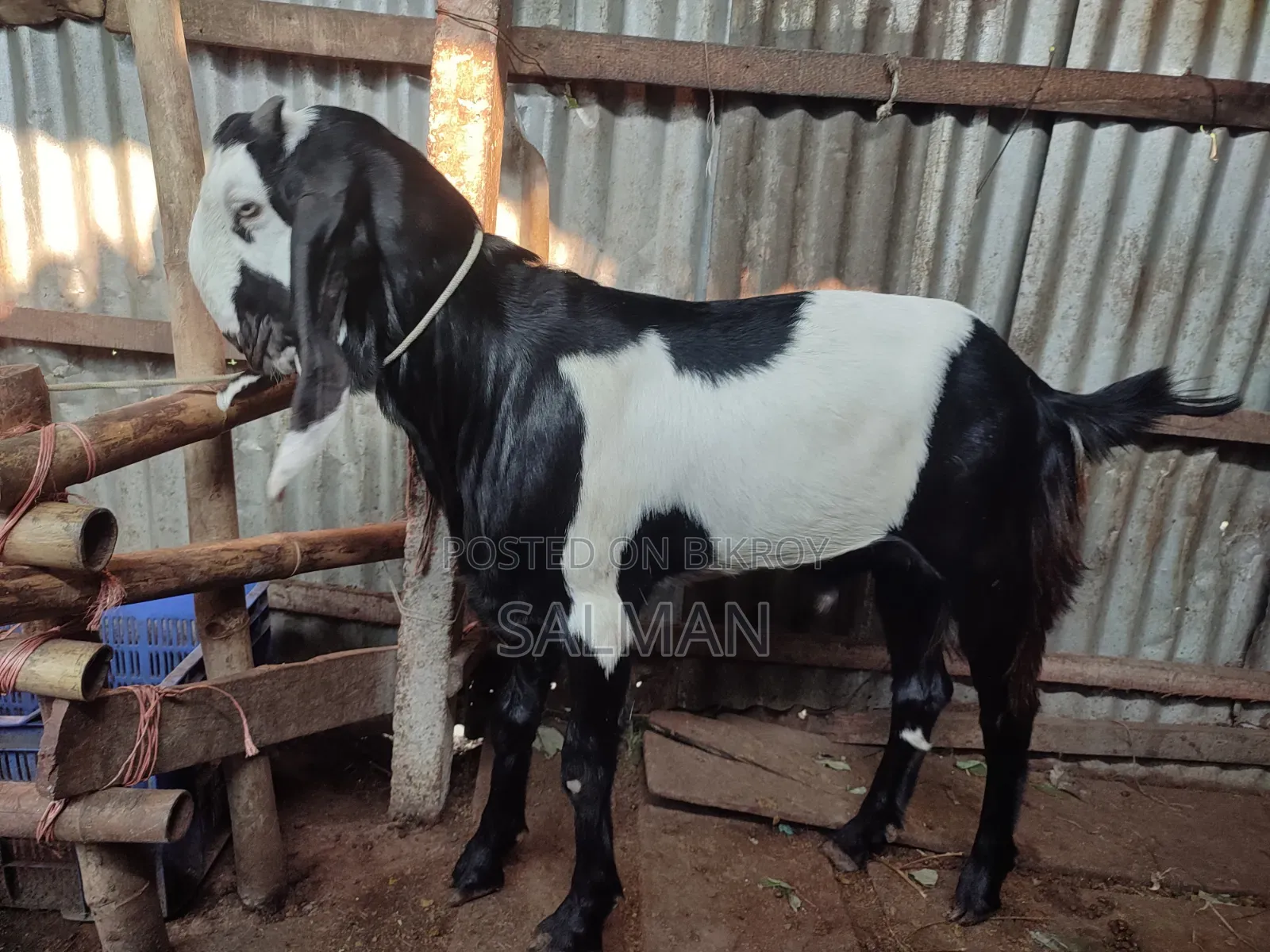 Improved Breed Goat