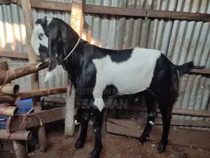 Improved Breed Goat