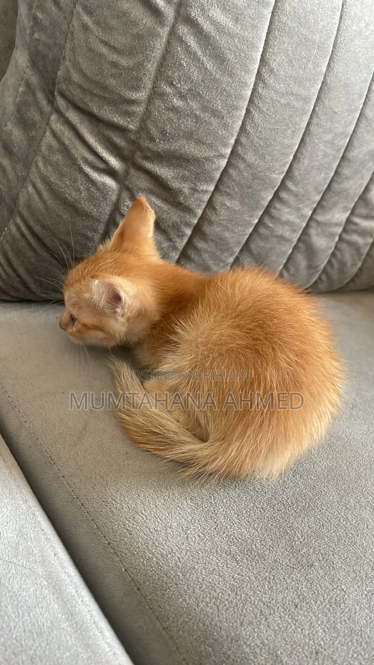 1-3 months Female Mixed Breed Exotic