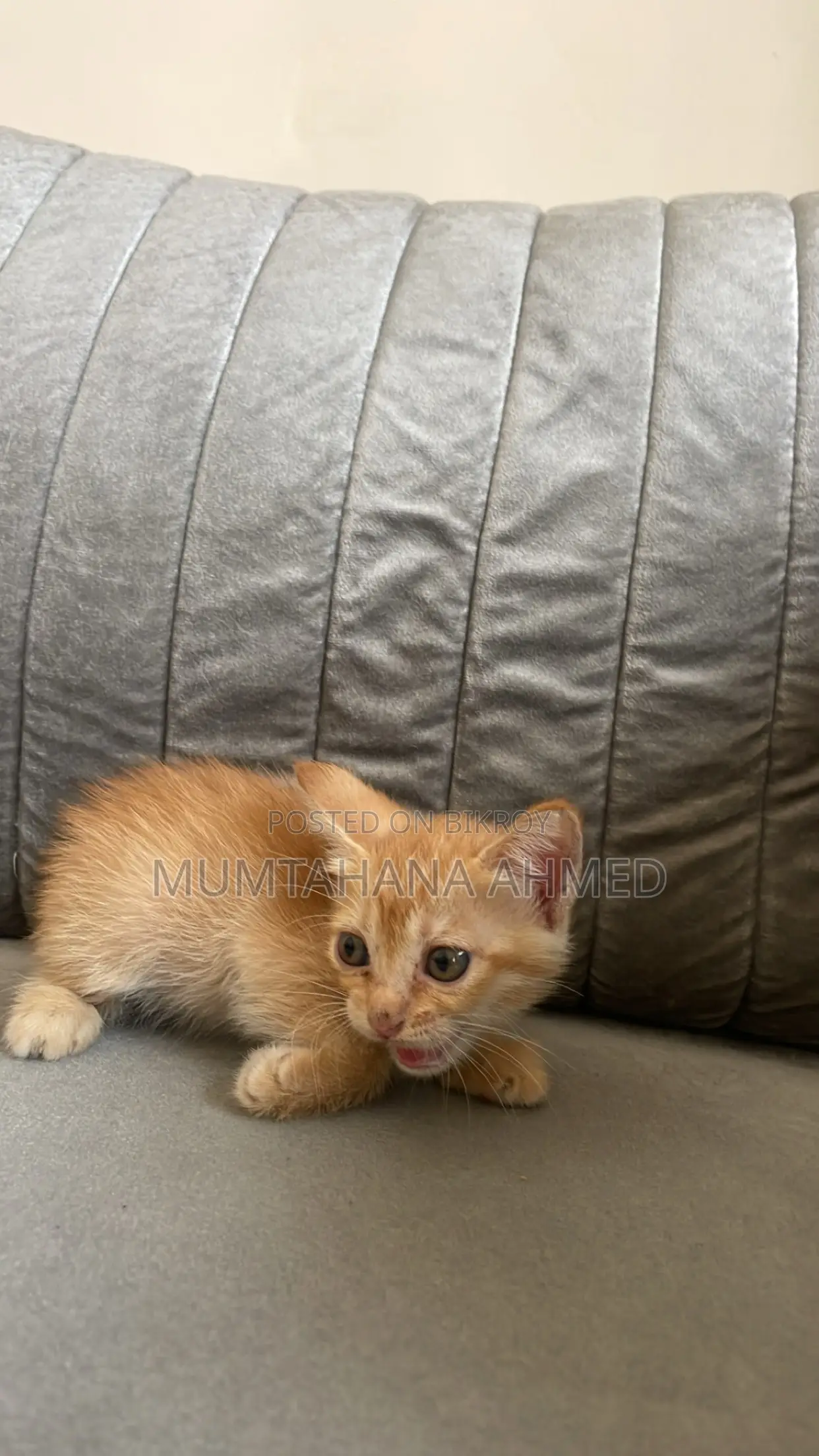 1-3 months Female Mixed Breed Exotic