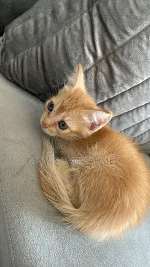 1-3 months Female Mixed Breed Exotic