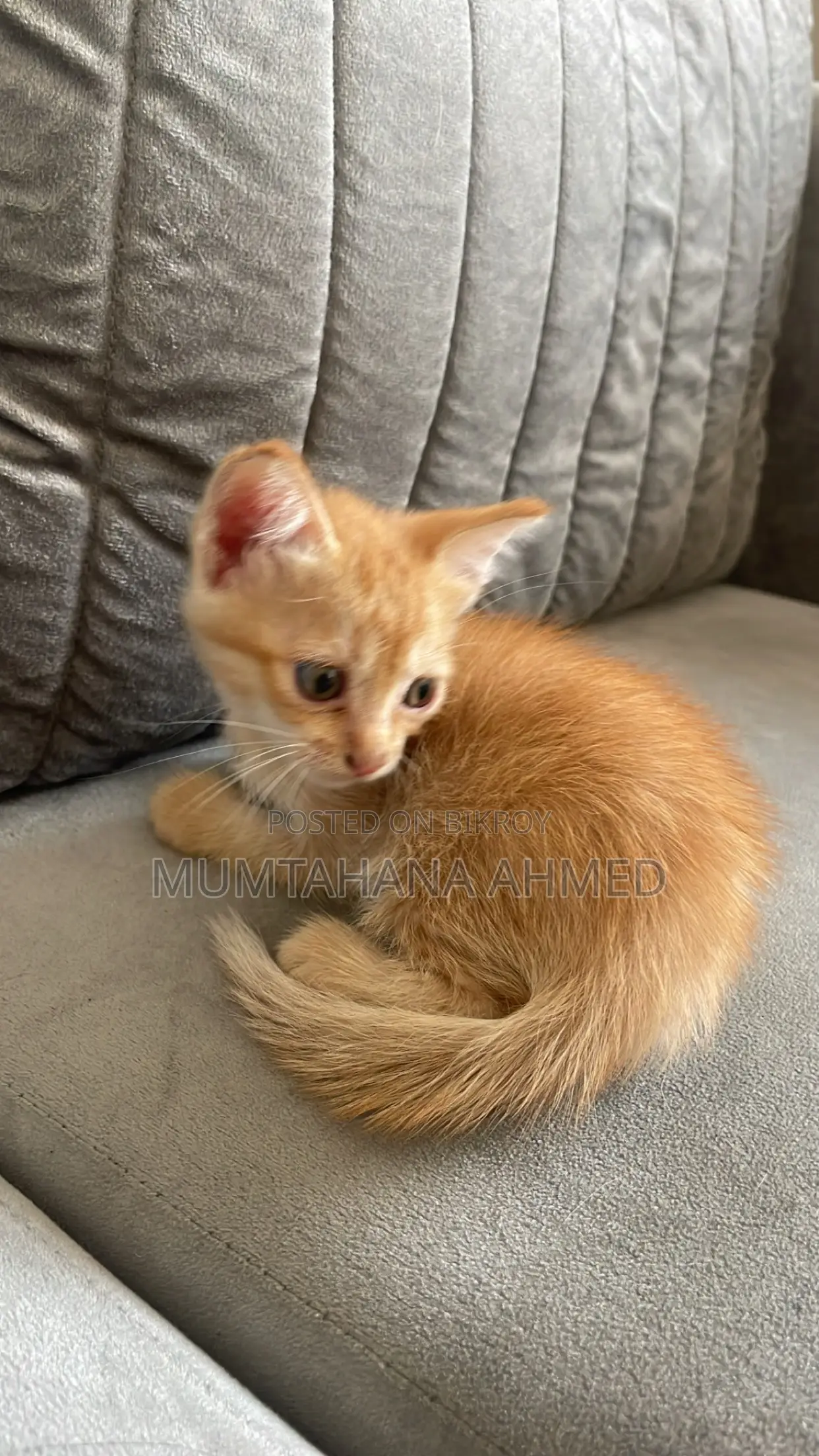 1-3 months Female Mixed Breed Exotic