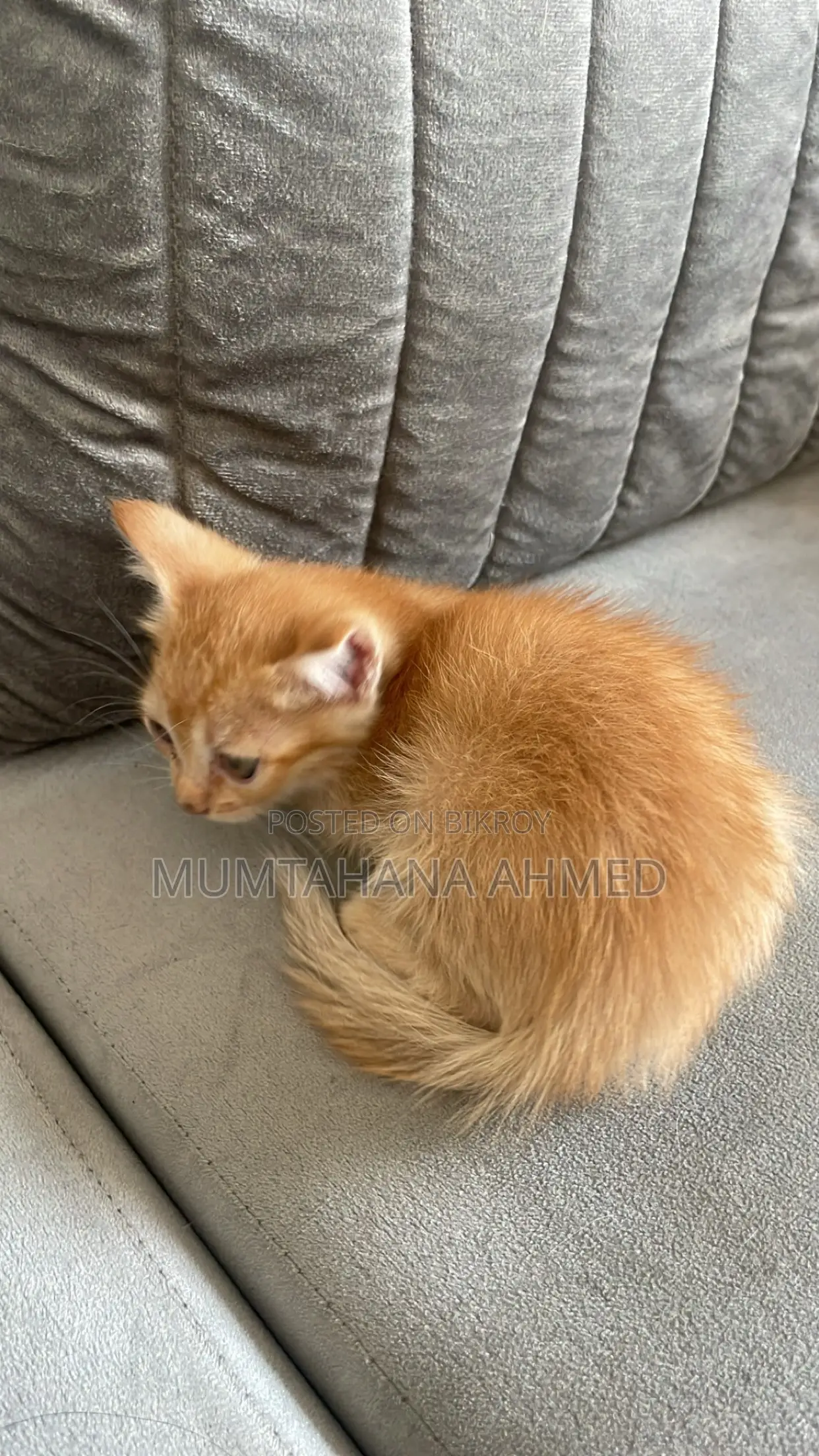 1-3 months Female Mixed Breed Exotic