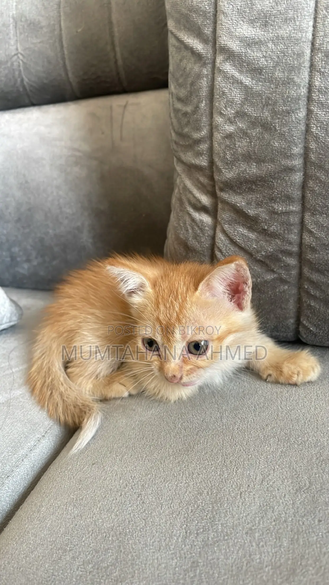 1-3 months Female Mixed Breed Exotic