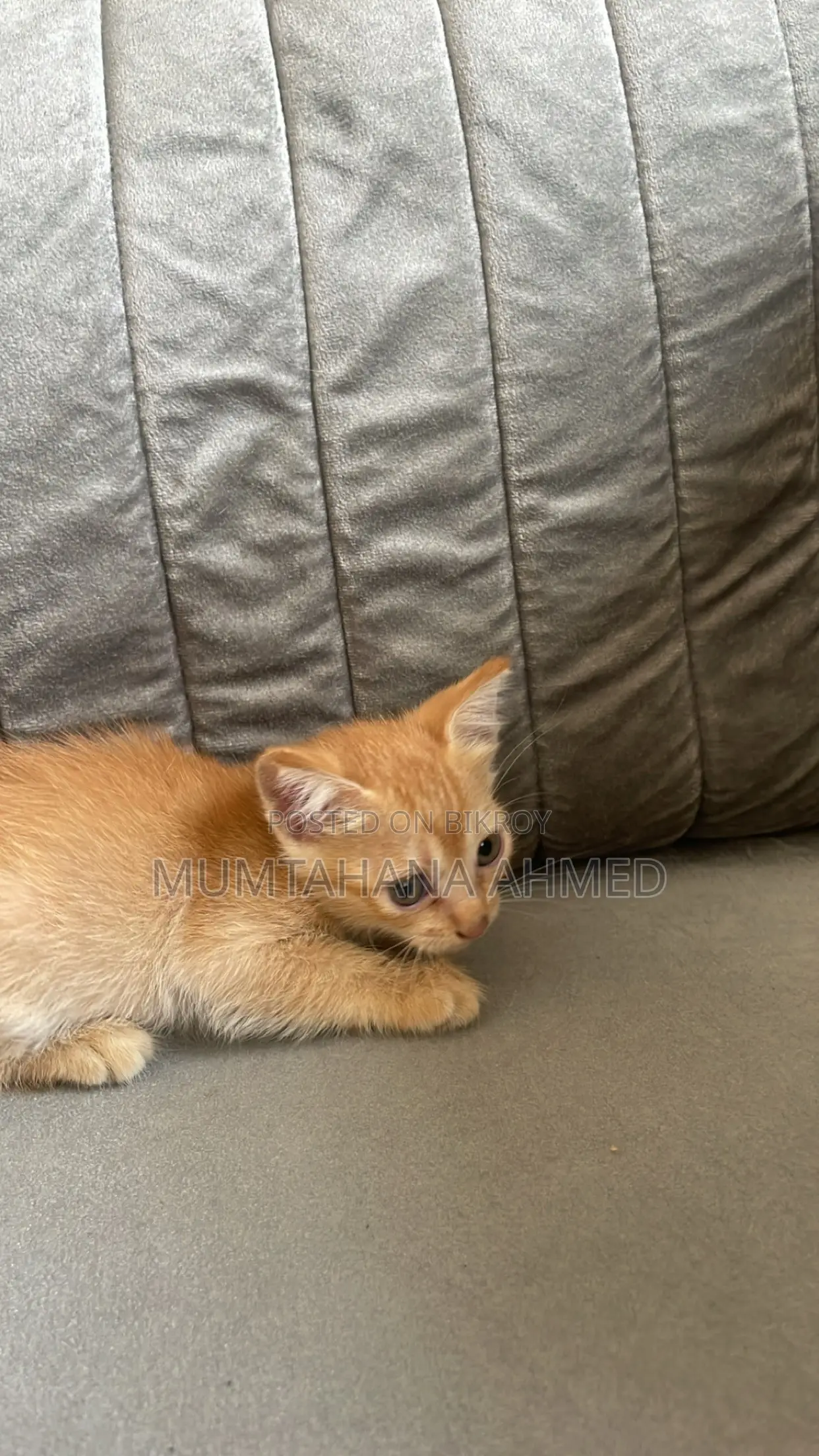 1-3 months Female Mixed Breed Exotic