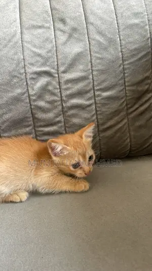 1-3 months Female Mixed Breed Exotic