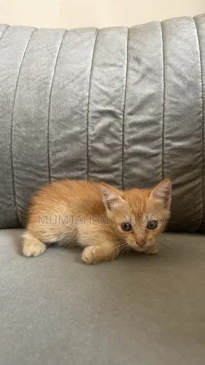 1-3 months Female Mixed Breed Exotic