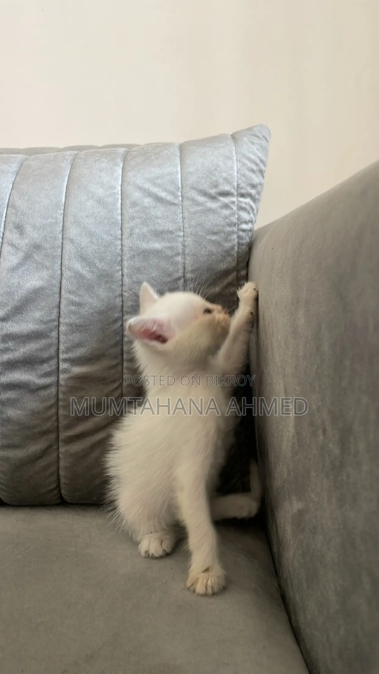 1-3 months Female Mixed Breed Exotic
