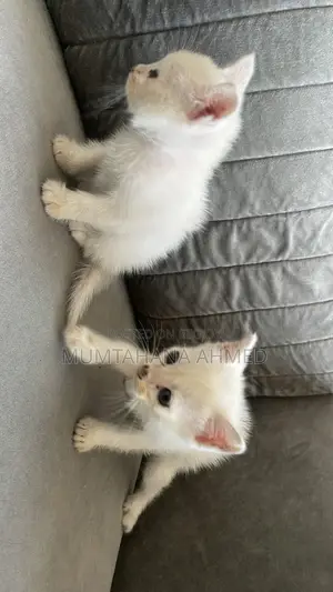 1-3 months Female Mixed Breed Exotic