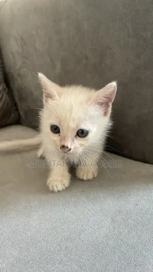 1-3 months Female Mixed Breed Exotic