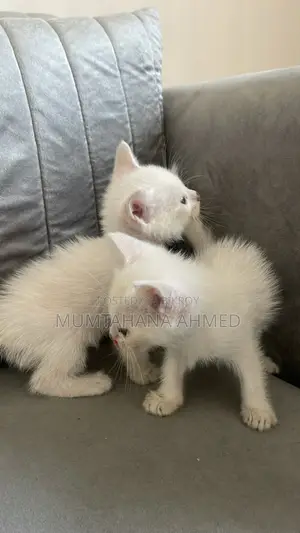 1-3 months Female Mixed Breed Exotic