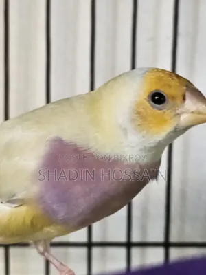 গোল্ডিয়ান ফিঞ্চ মাদি বিক্রয়ের জন্য