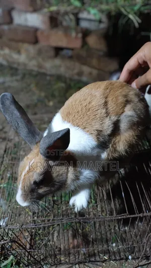 Male Rabbit for Sale