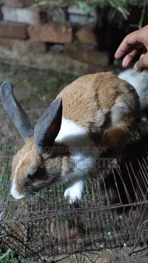 Male Rabbit for Sale
