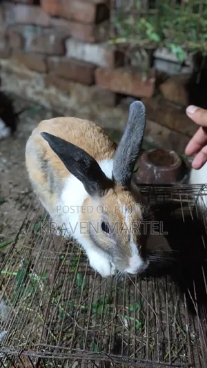 Male Rabbit for Sale