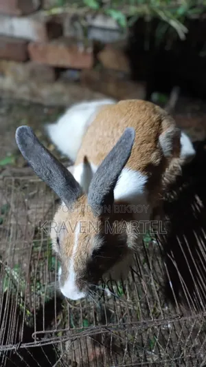 Male Rabbit for Sale