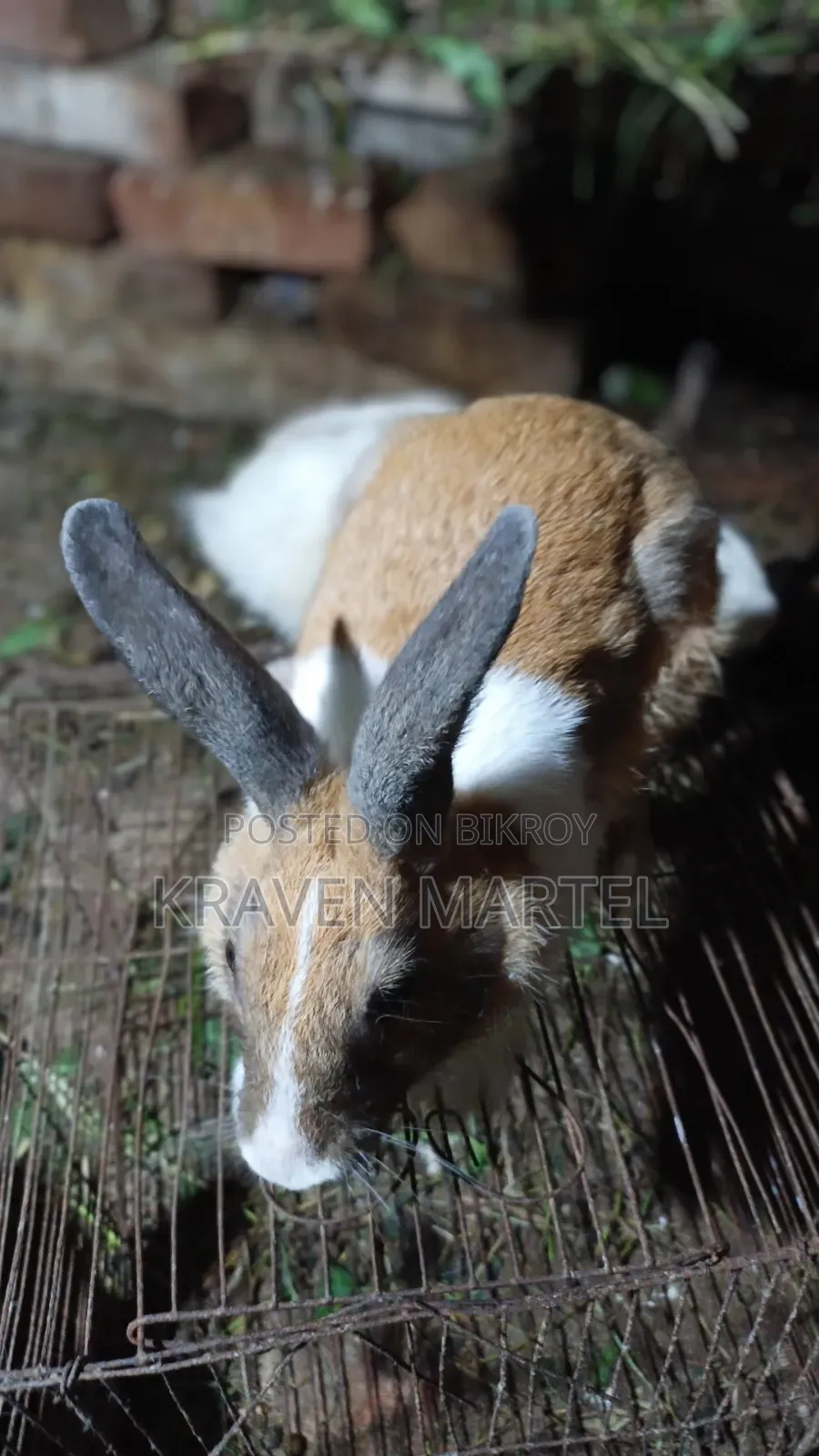 Male Rabbit for Sale