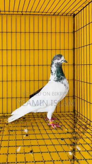 Teddy Running Male Pigeon