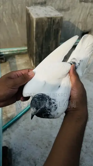 Teddy Running Male Pigeon