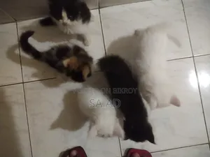 1-3 months Male Purebred Persian