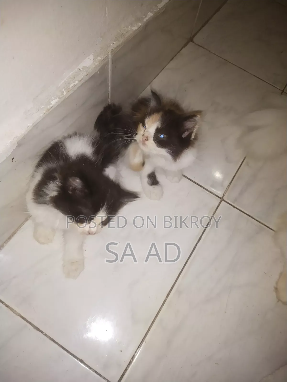 1-3 months Male Purebred Persian