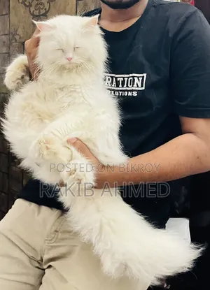 1+ year Female Purebred Persian