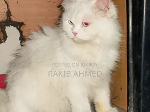 1+ year Female Purebred Persian