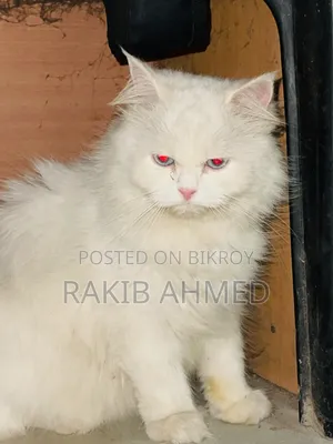 1+ year Female Purebred Persian