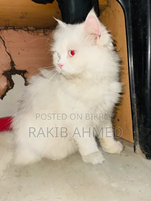 1+ year Female Purebred Persian