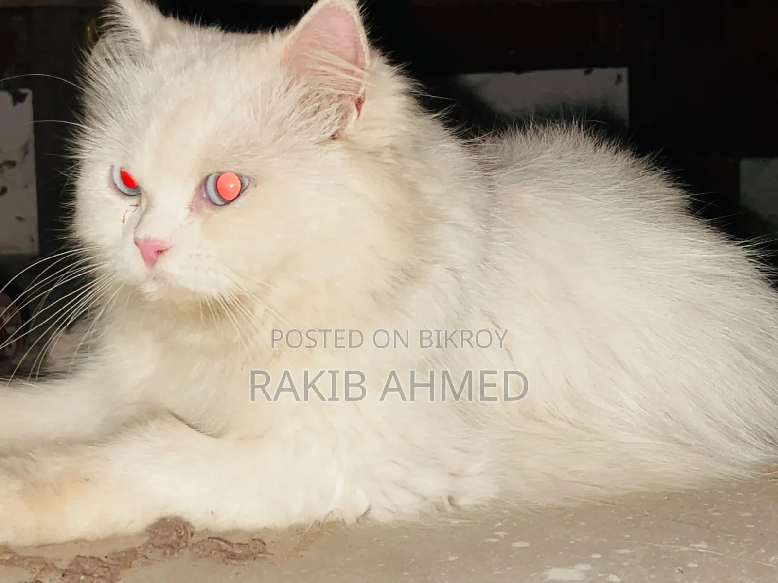 1+ year Female Purebred Persian