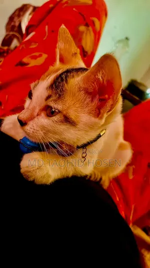 3-6 months Female Mixed Breed Bengal