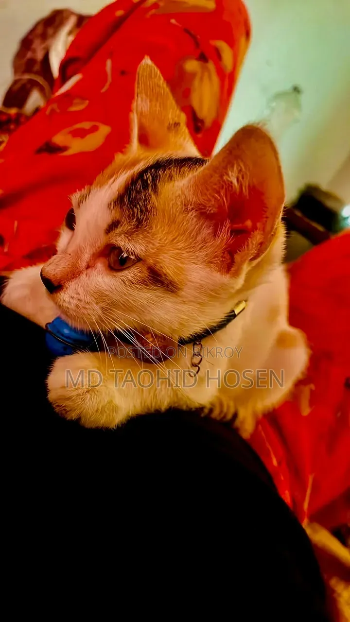 3-6 months Female Mixed Breed Bengal
