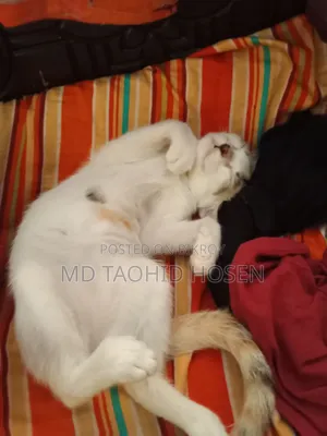 3-6 months Female Mixed Breed Bengal