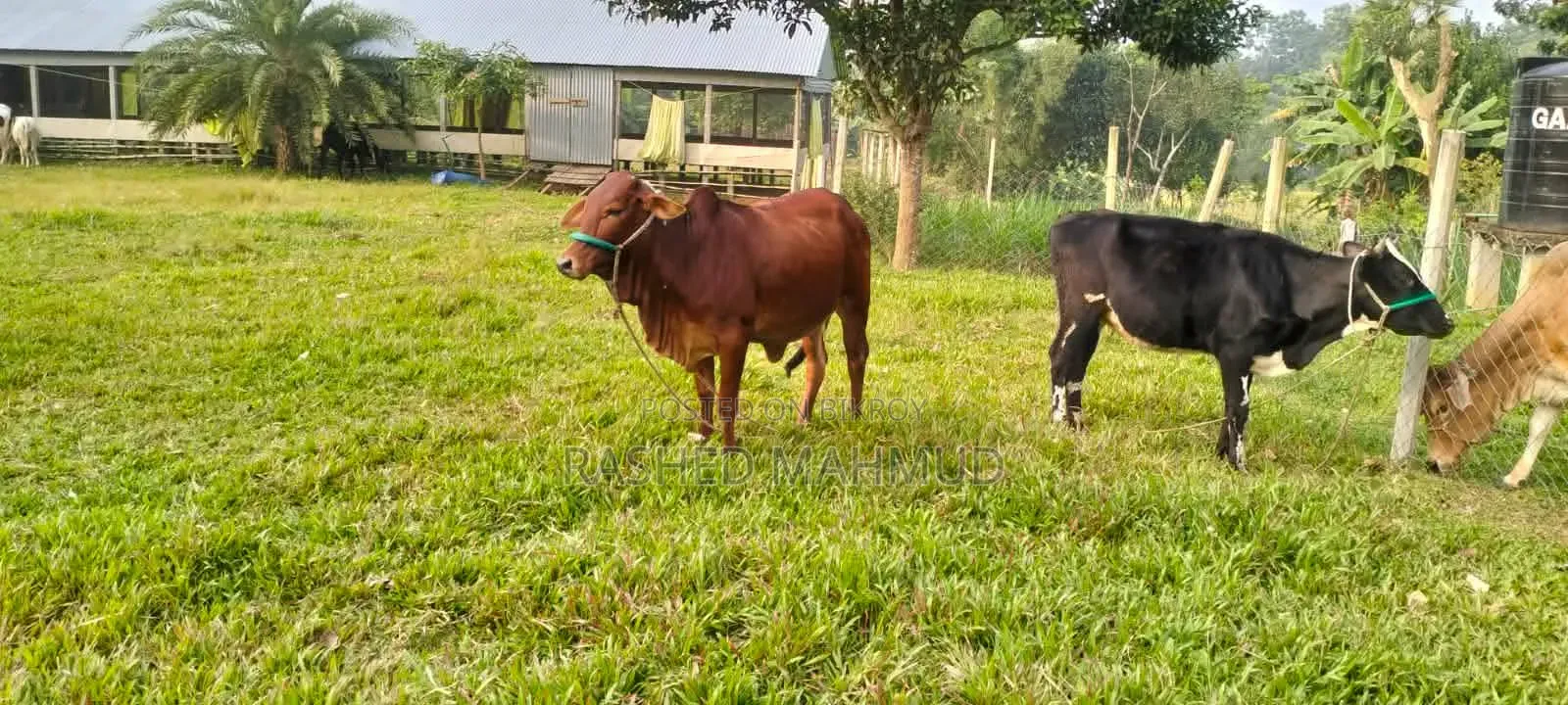 খামার বাড়ি বিক্রি