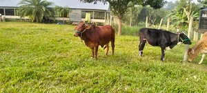 খামার বাড়ি বিক্রি