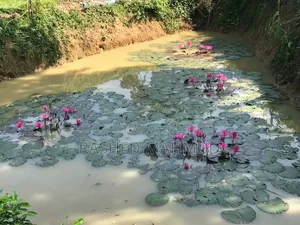 খামার বাড়ি বিক্রি